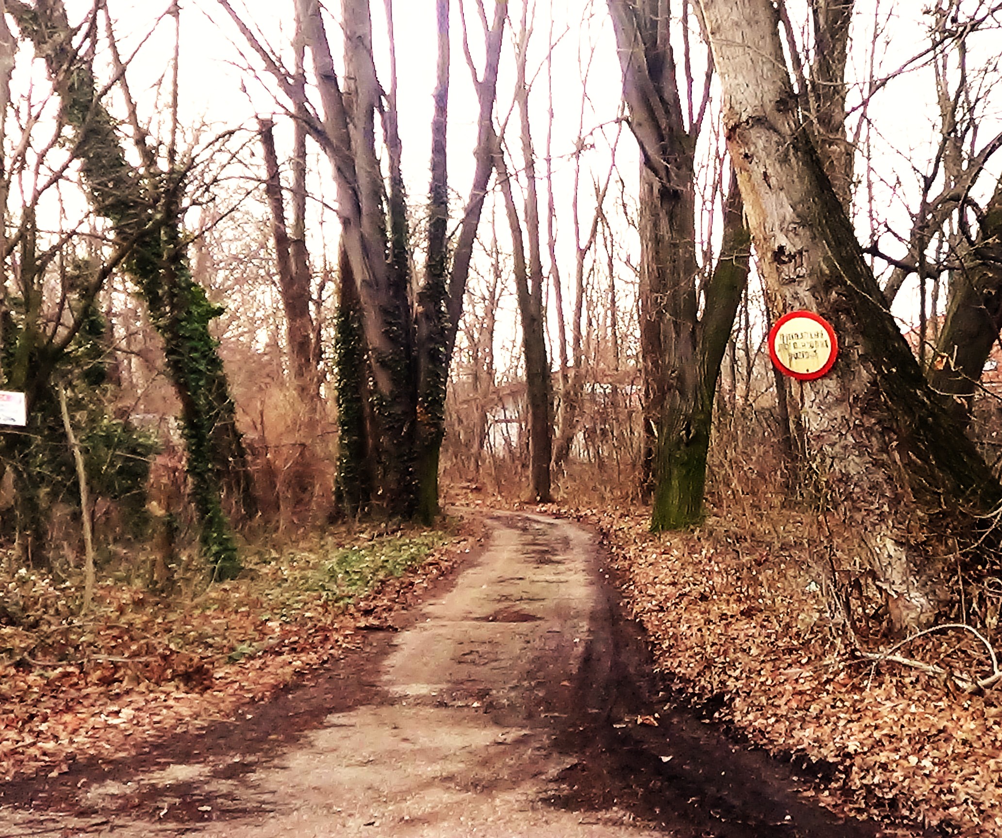 Forest Day